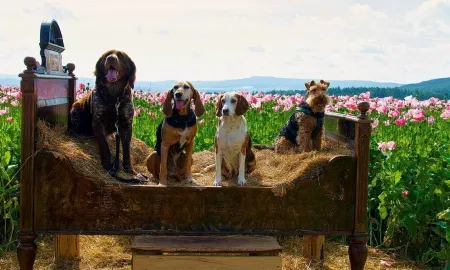 Newly renovated apartment "Mohnbrise"