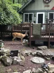 Black Bear Cozy Chalet, Lakeview, kayaks available for use - Alppimaja