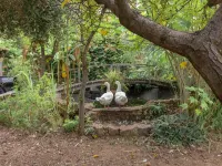 in the botanical garden