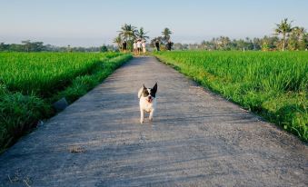 Bakungan DiJero Homestay