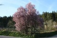 Exclusive Vacation Apartment at the Romanshof - Black Forest Plus Included Hotels in LoBburg