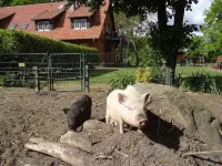 Farm holiday to feel good, where at night the stars shine!