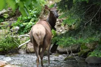 Cozy Log Cabin/Mountain Views & Rushing Creek/Pet-Friendly - Mountain view