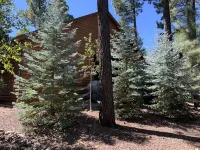 Peaceful Cabin, Pinetop CClub, 1 Level, Private/Gated, Close to Amenities