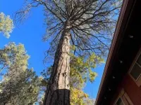 Welcome to Red Pine Retreat, your mountain getaway! Hotels in Pine