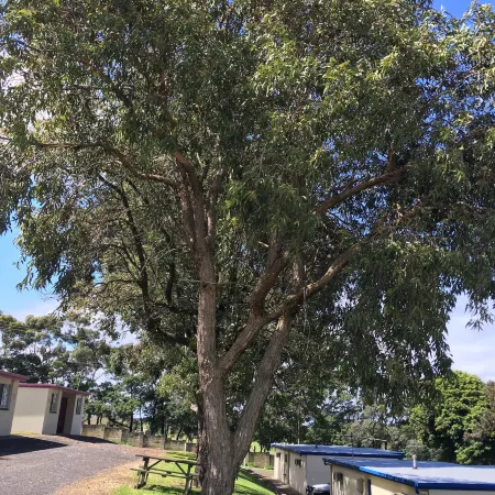 Limestone Coast Tourist Park