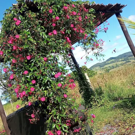 Pousada Flores de ipê