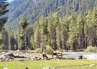 Kumrat Glamping Resorts Hotels in Swat