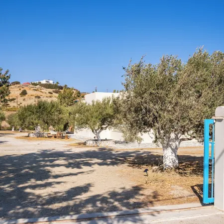 Olive Studios