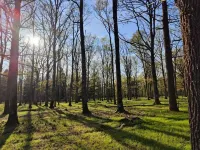 Sublimes hébergements en Coeur de forêt Hotel a Gracay