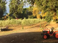 The Little House in the Olive Trees