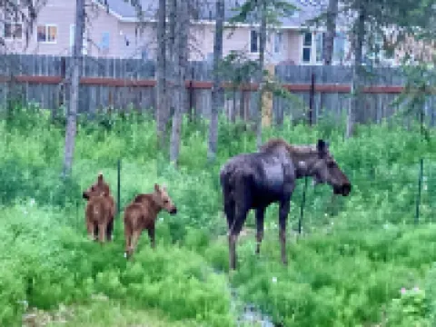 Private Kenai cabin near ocean/airport/fishing Hoteles en Kenai