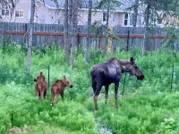 Private Kenai cabin near ocean/airport/fishing