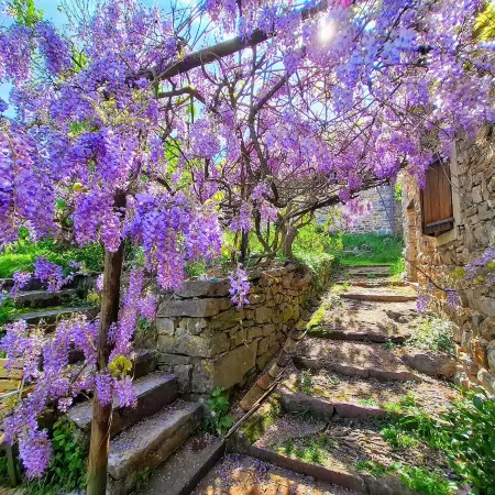Maison d'hôtes - Mas de Boissière