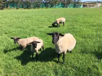 Esashi Ryotei Kuki Các khách sạn ở Hiyama District