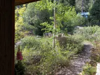 A Fallen Leaf Treasure