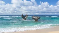 Lalamare Kouri - Ocean View