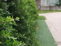 龜島艾亞度假村 濤島住宿飯店