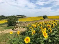 Ancien Corps de Ferme au Milieu des Tournesols