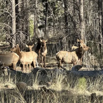 Historic Log Cabin in Greer, AZ.  Located near Molly Butler's & Sunrise Ski Area