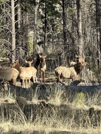 Historic Log Cabin in Greer, AZ.  Located near Molly Butler's & Sunrise Ski Area