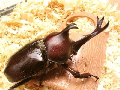 その他 やまなか館の写真