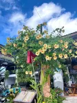 Pirates Terrace Chumphon - 3-Star