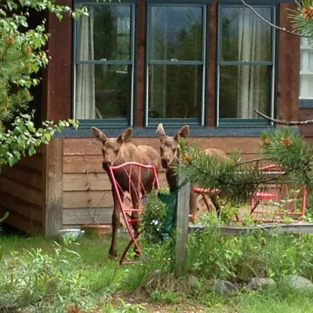 Denali View Mountaintop Guesthouse