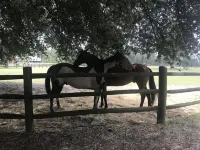 Tanglewood Farm -Horse & Hound Suite 1 Br/2BA Private Apt on Horse Farm