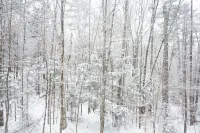 Alpine Retreat 1000' from amenities