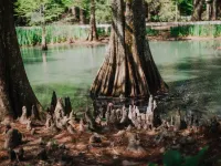The Myrtles Hotel di West Feliciana Parish