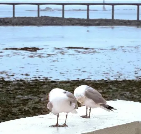Ibis Roscoff Bord de Mer