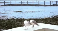 Ibis Roscoff Bord de Mer - Havudsigt