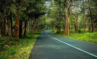 a tree - lined road with a white line down the middle , surrounded by trees and bushes at Glendale Homes