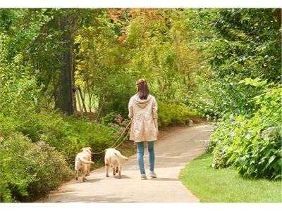 ホテル周辺 小谷流の里 ドギーズアイランドの写真