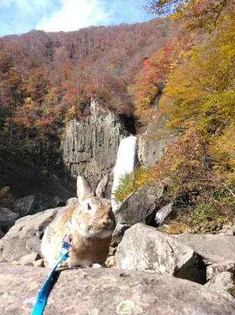 Pension Phoenix Отели рядом с достопримечательностью «Myoko Kogen»