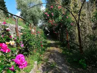 Villa Il Frassine - Villas