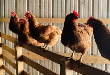 Historic charm, all new amenities at Swallow's Rest: West