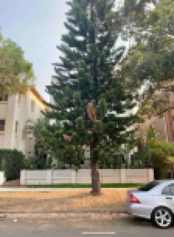 Bondi Beach w backyard and garden