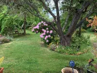 Much Loved Period Cottage Hotels in Penguin