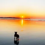 Steps from Longsands! Dog-Friendly, Family Beach House With Oceanfront Views!