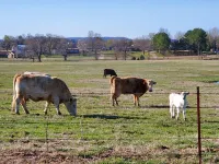 The Ranch House