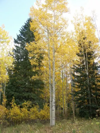 Just Horsin' Around! Отели в г. Крестед-Батт