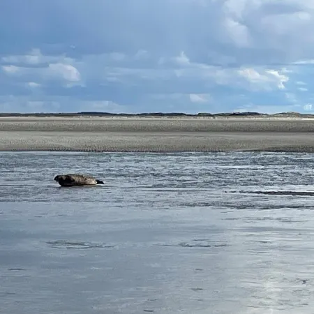 Berck sur Mer Appartement à 50m de la Plage!