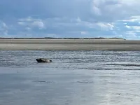Berck sur Mer Appartement à 50m de la Plage!
