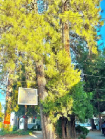 The Pines Inn and Cottages