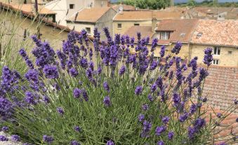 Entre Vignes et Dentelles