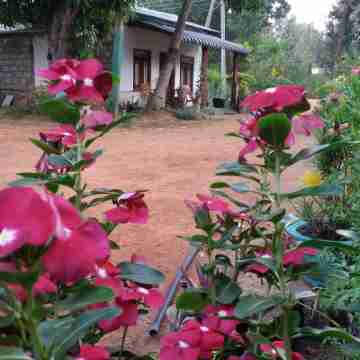 Sigiriya Pikaso Homestay Hotel Exterior