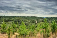 Wright City Cabin w/ Fire Pit + Forest Views!