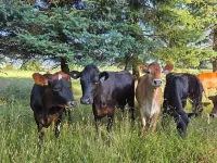 Countryside Haven - King & Queen Bed Hotels in Chilliwack